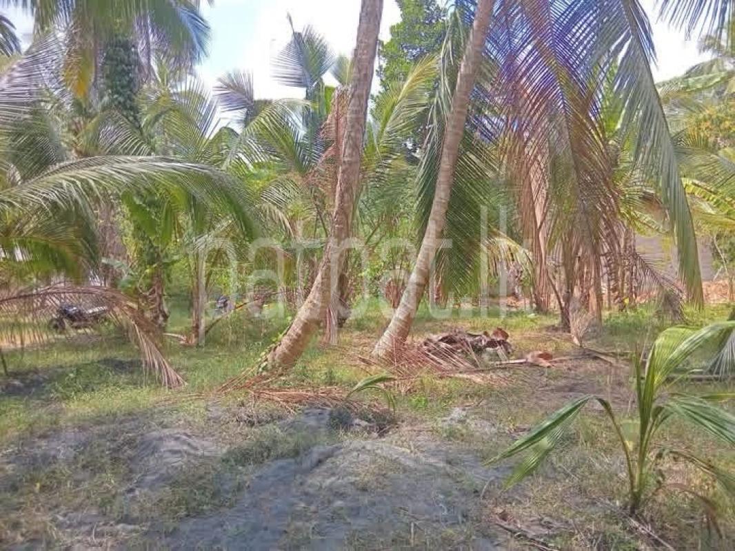 Agricultural Land for Sale in Gampaha