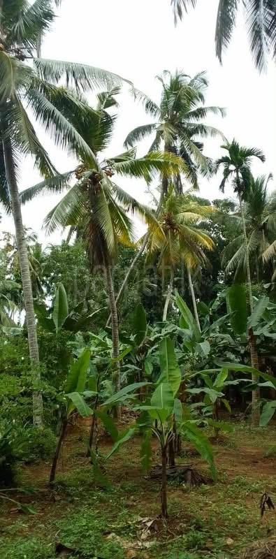 Residential Land for Sale in Kadawatha