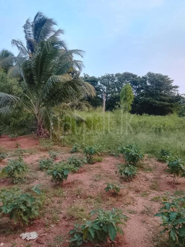 Commercial Land for Sale in Hambegamuwa
