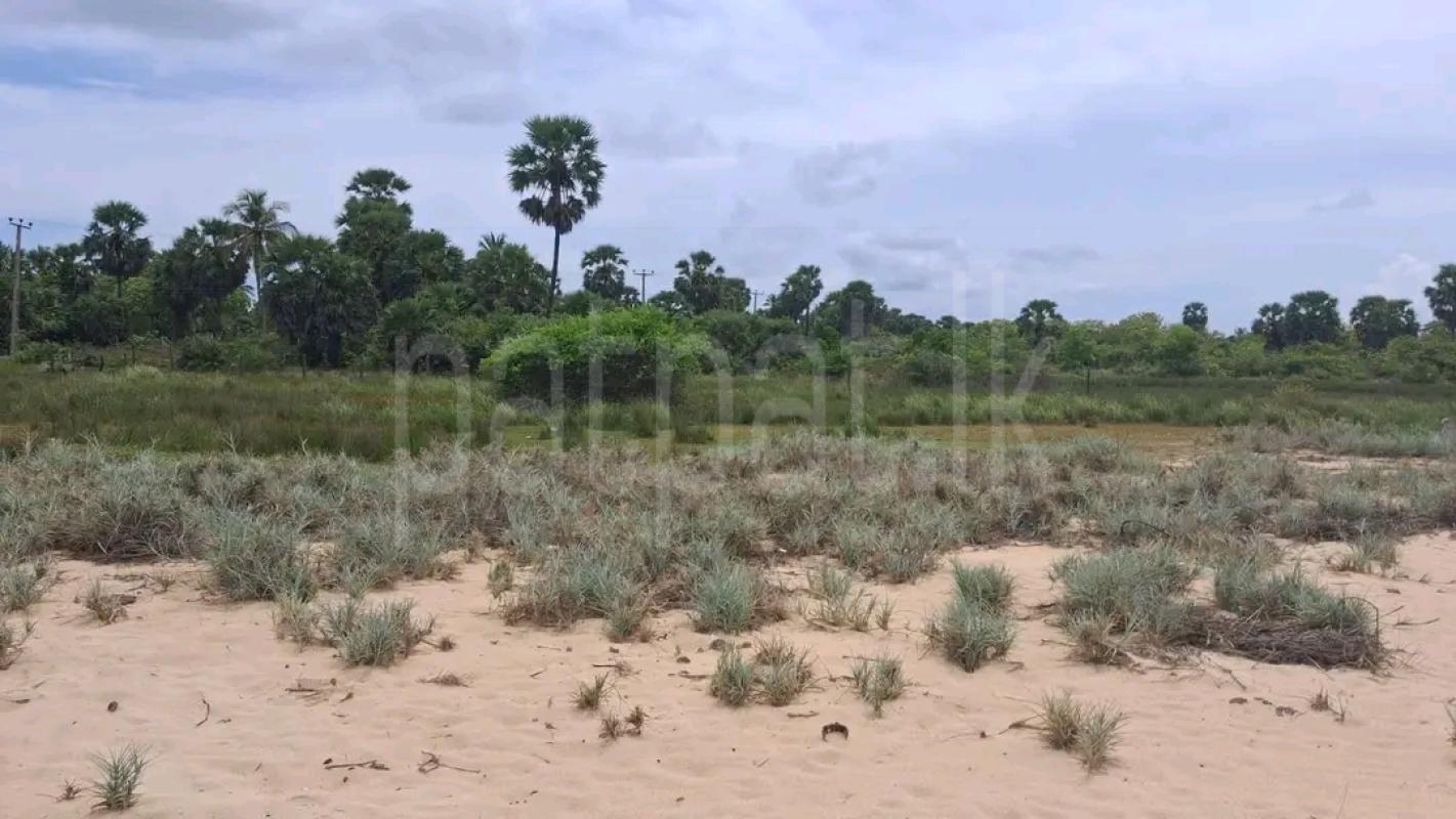 Agricultural Land for Sale in Chilaw