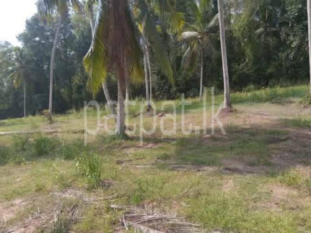 Agricultural Land for Sale in Divulapitiya ads-image-1