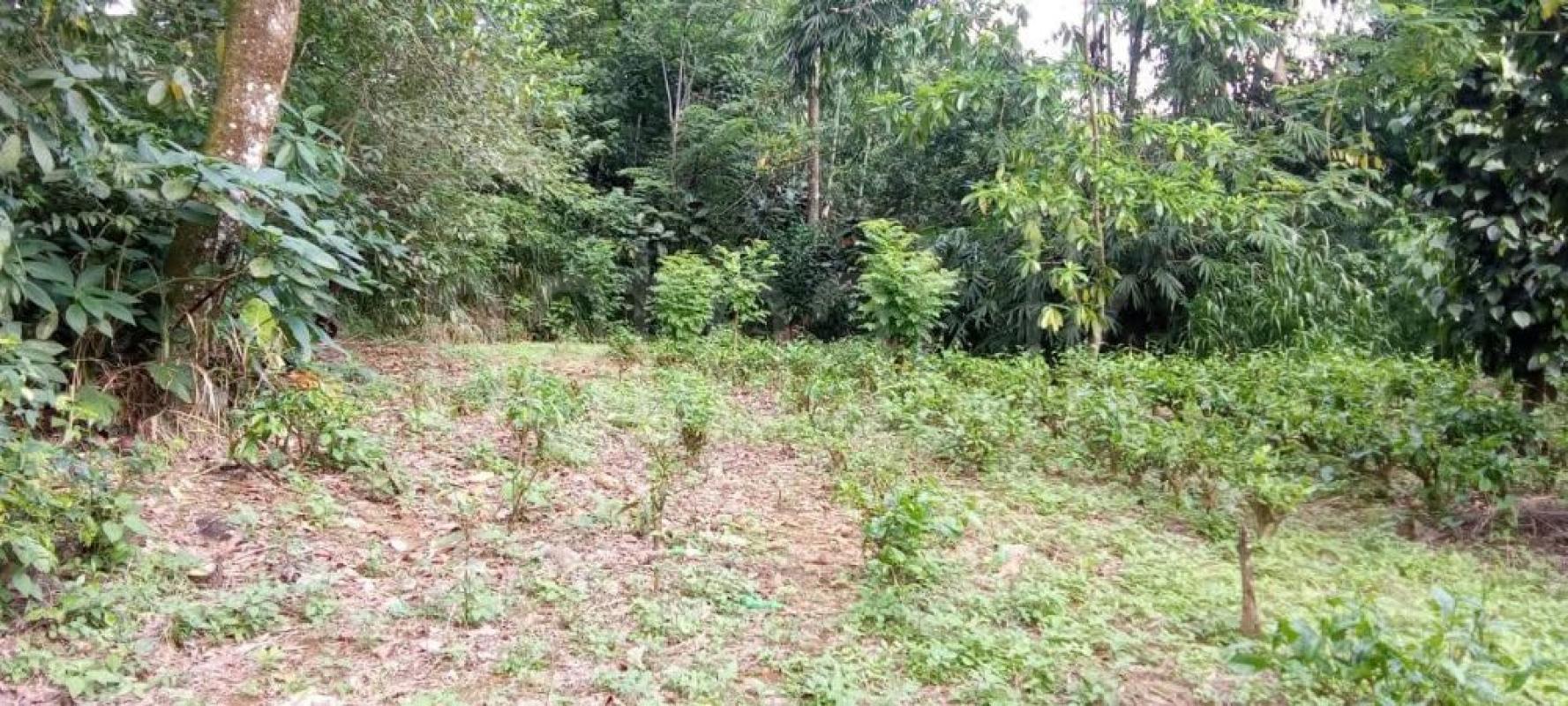 Agricultural Land for Sale in Nawalapitiya ads-image-1