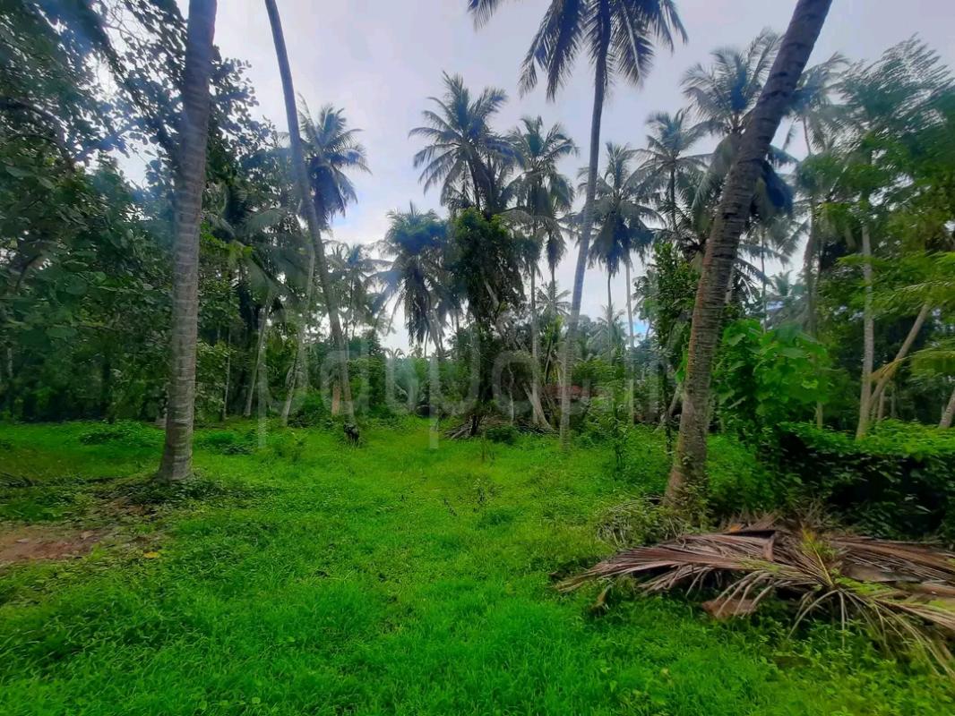 Agricultural Land for Sale in Kalawana