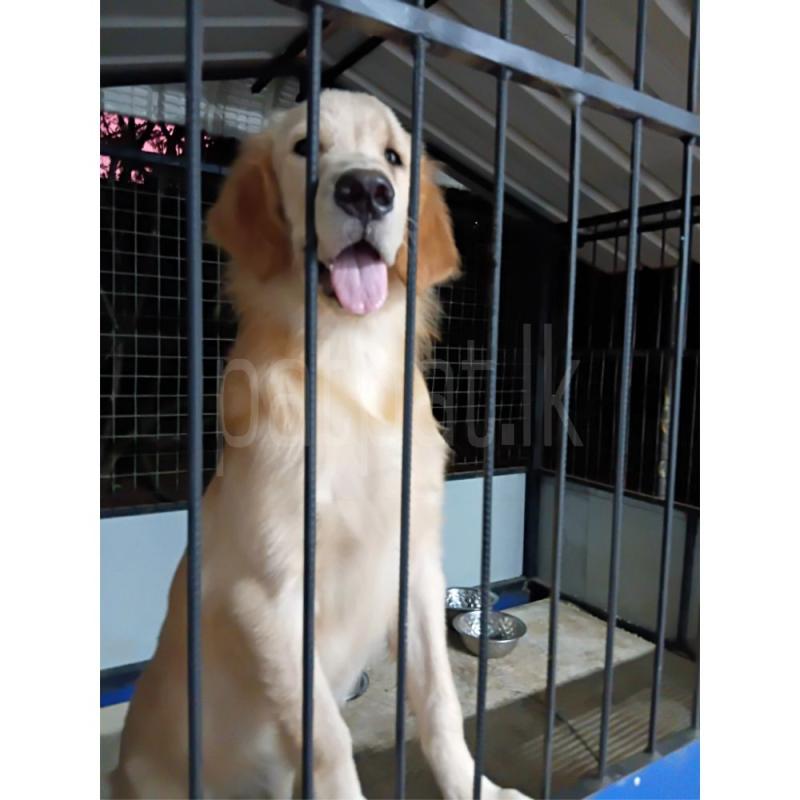 Golden Retriever Female puppy