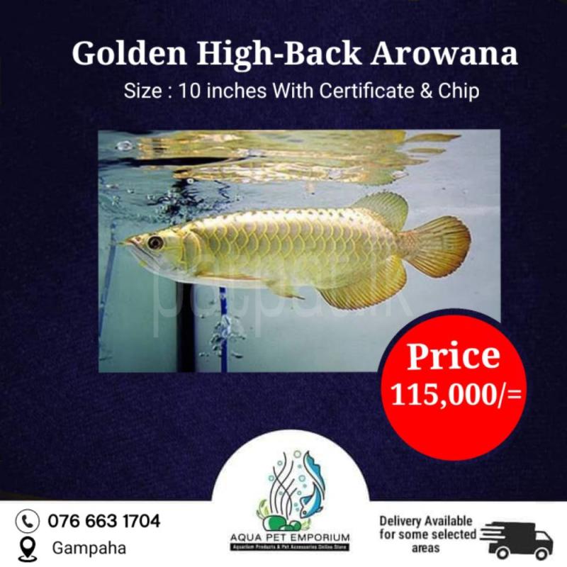 Advertisement image 6