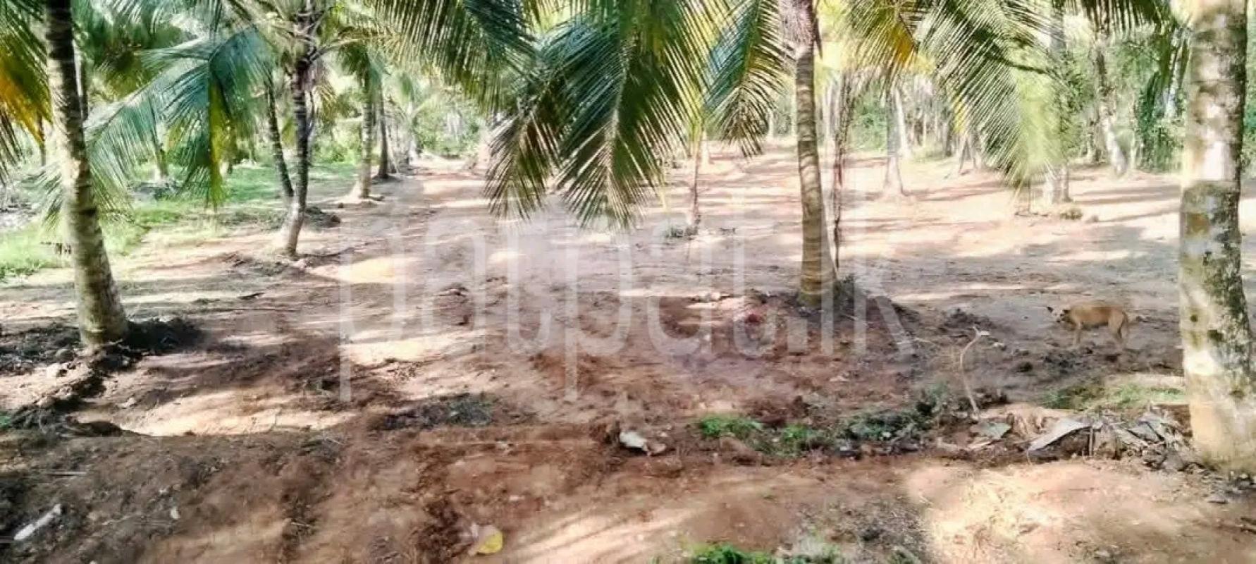 Agricultural Land for Sale in Veyangoda
