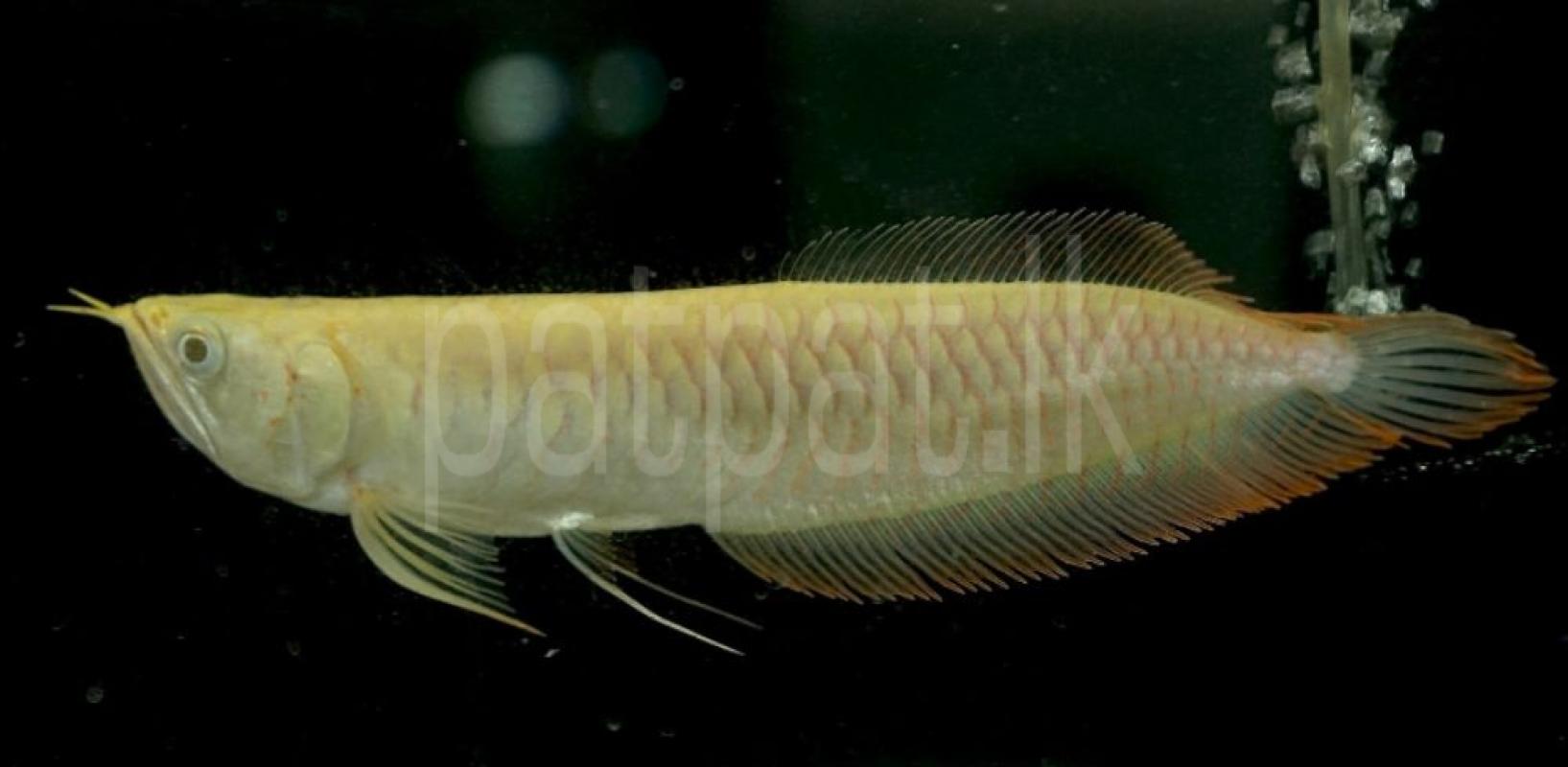 Red Eye Albino Arowana ads-image-1