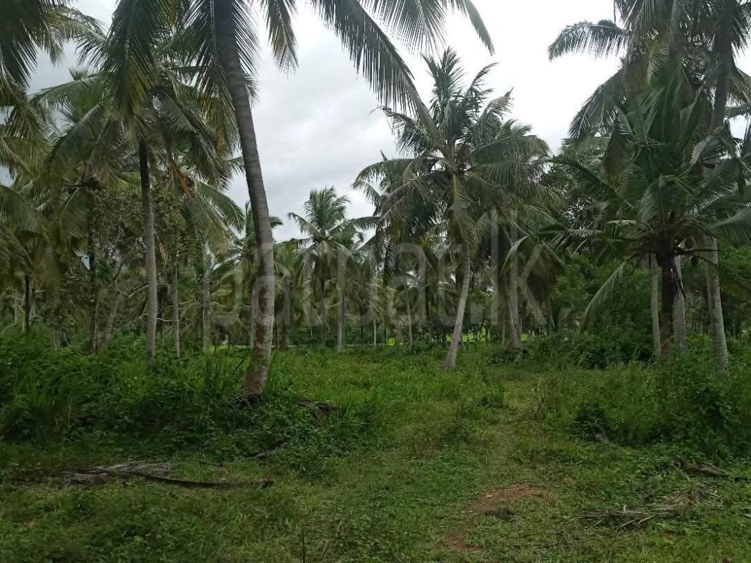 Agricultural Land for Sale in Narammala