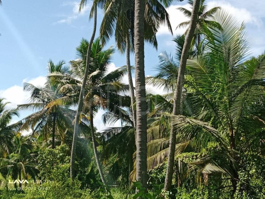 Agricultural Land for Sale in Wariyapola