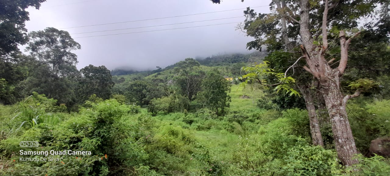 Commercial Land for Sale in Haputale