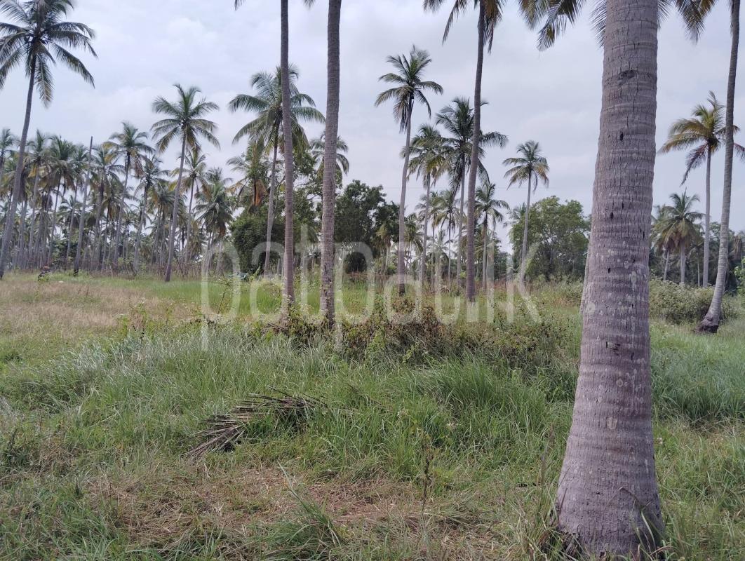 Agricultural Land for Sale in Wariyapola