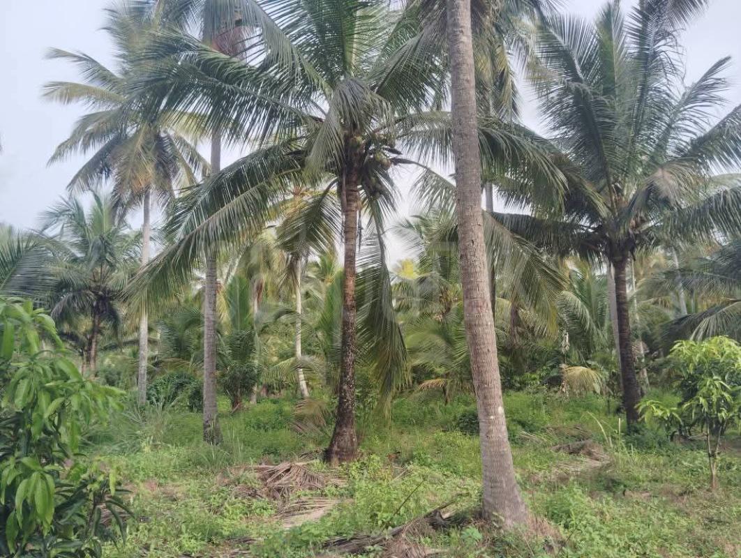 Agricultural Land for Sale in Wariyapola ads-image-1