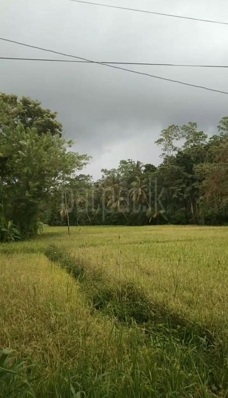 Agricultural Land for Sale in Unawatuna