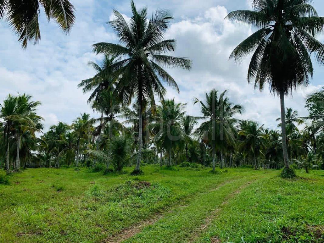Agricultural Land for Sale in Gampaha ads-image-1