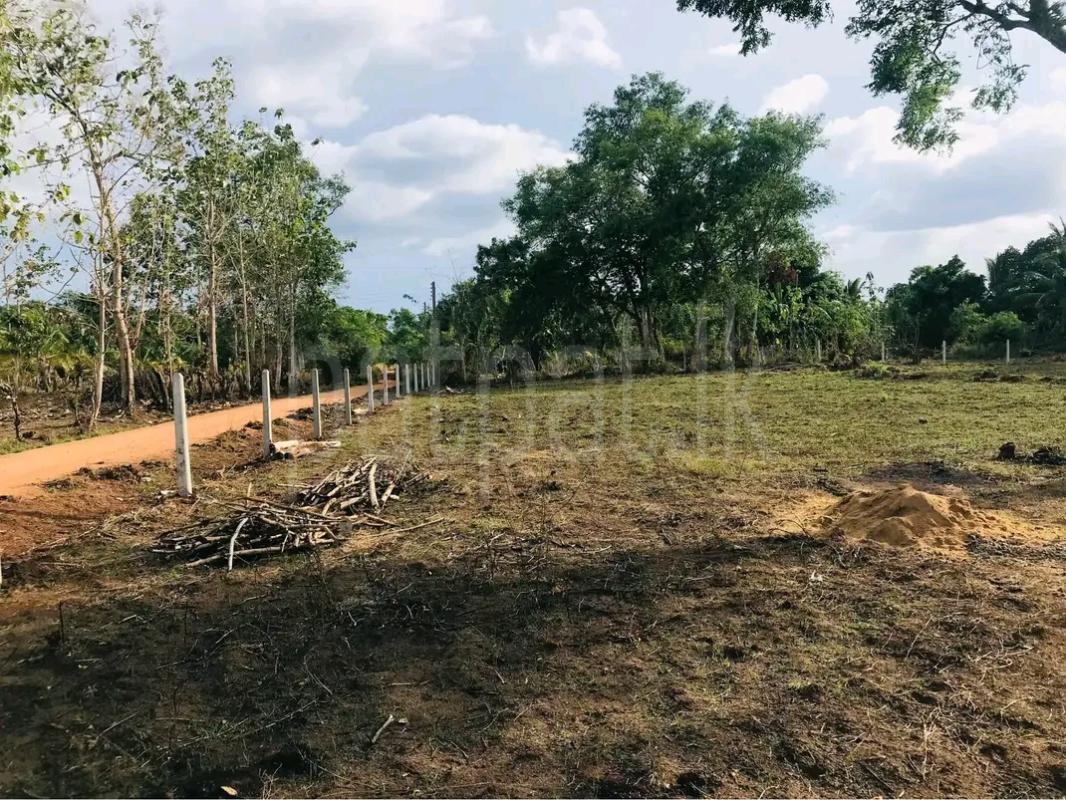 Agricultural Land for Sale in Ibbagamuwa