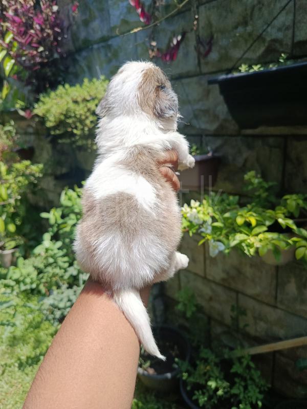 For sale  shifzu puppies