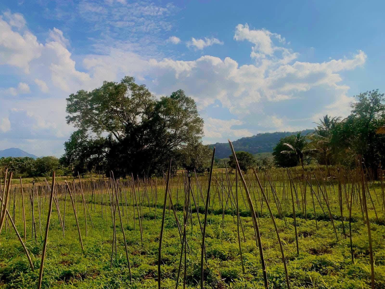 Agricultural Land for Sale in Dambulla