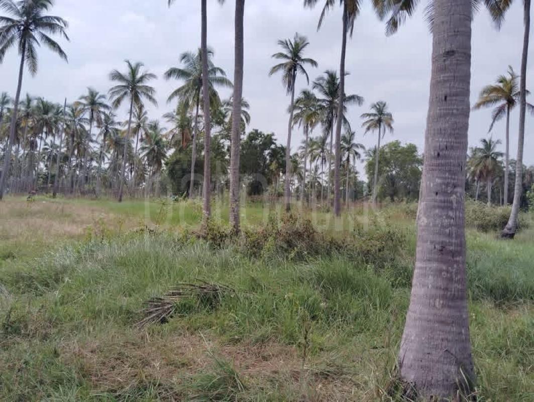 Agricultural Land for Sale in Nikaweratiya