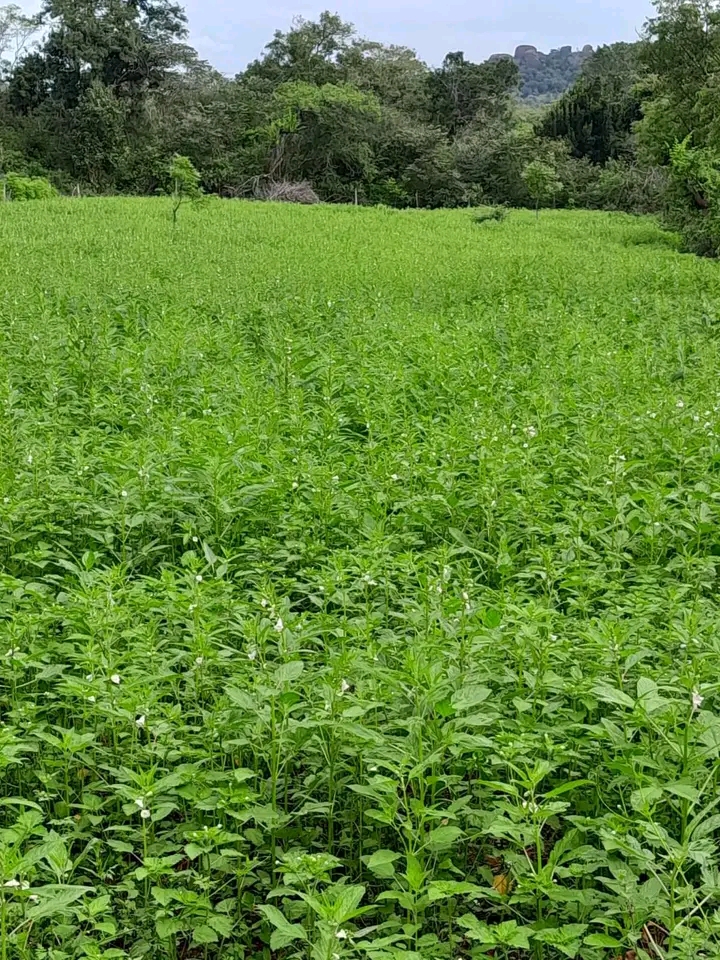 Commercial Land for Sale in Kataragama ads-image-1