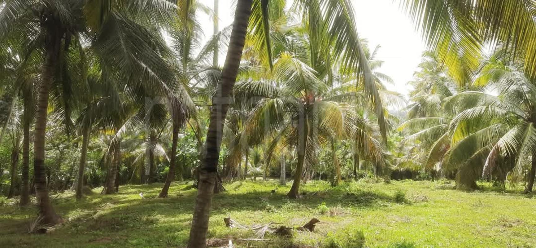 Agricultural Land for Sale in Madipola ads-image-1