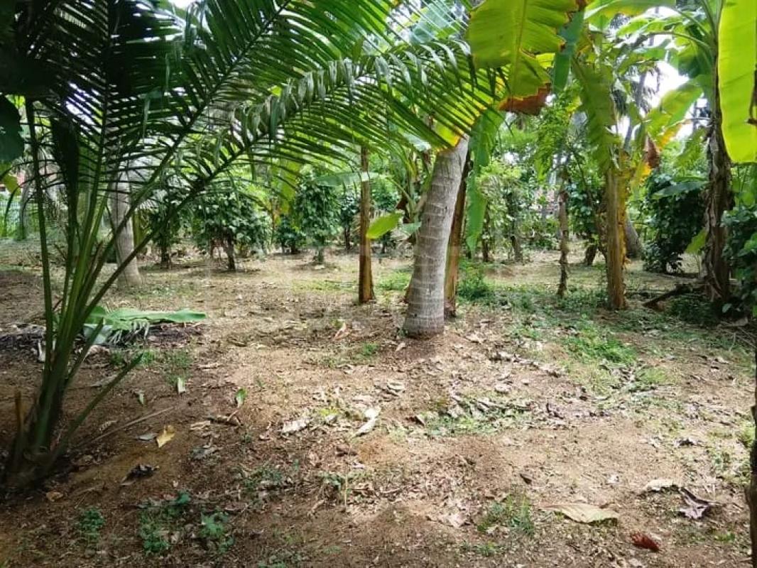 Commercial Land for Sale in Nainamadama