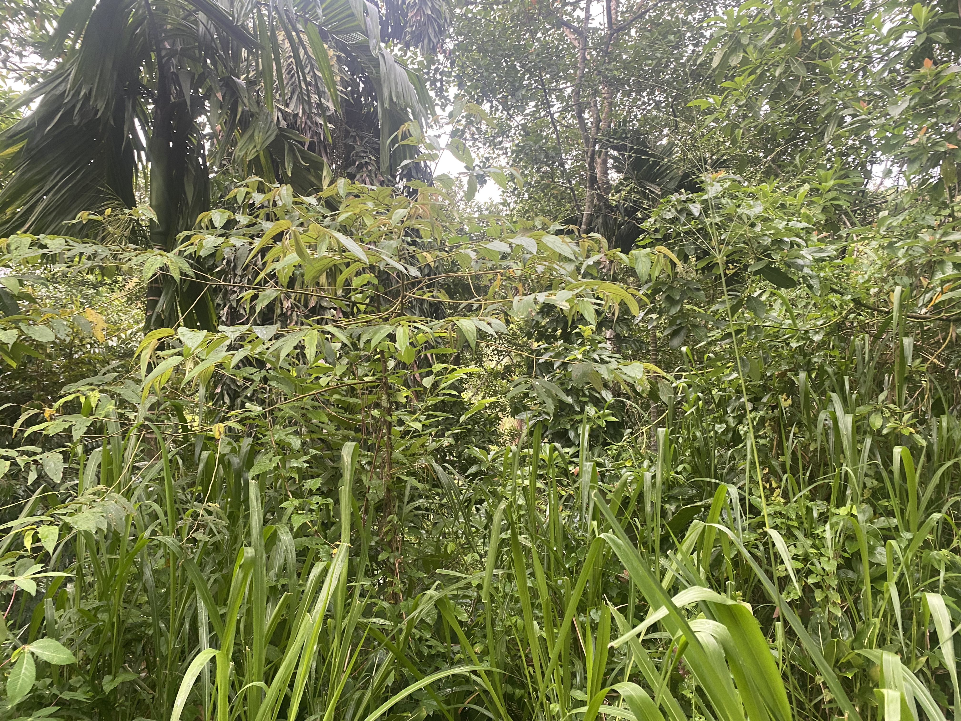 Commercial Land for Sale in Gampola