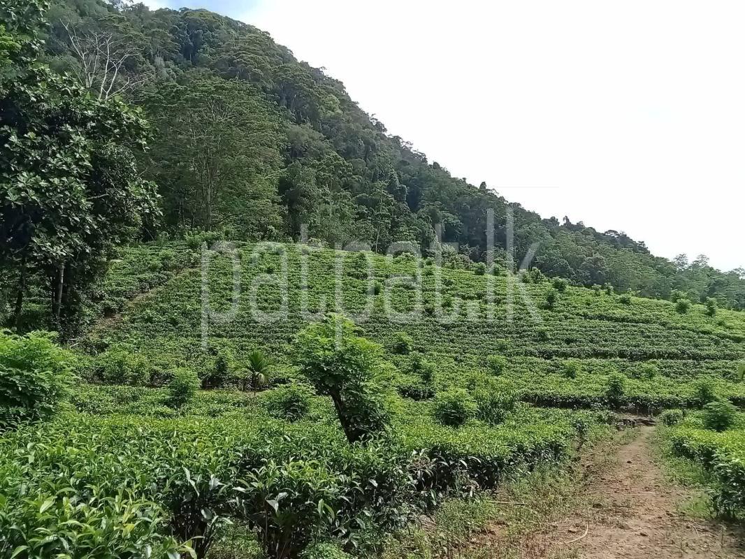 Agricultural Land for Sale in Deniyaya