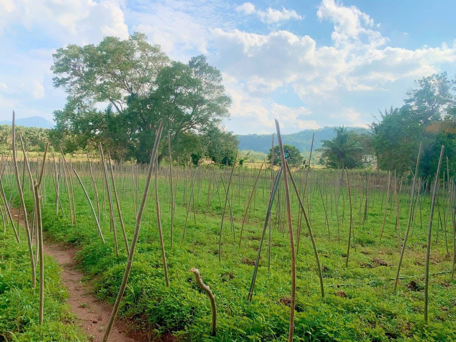 Agricultural Land for Sale in Dambulla
