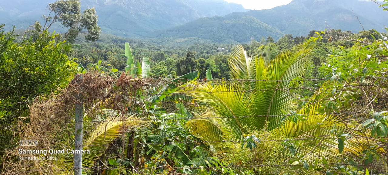 Commercial Land for Sale in Belihuloya