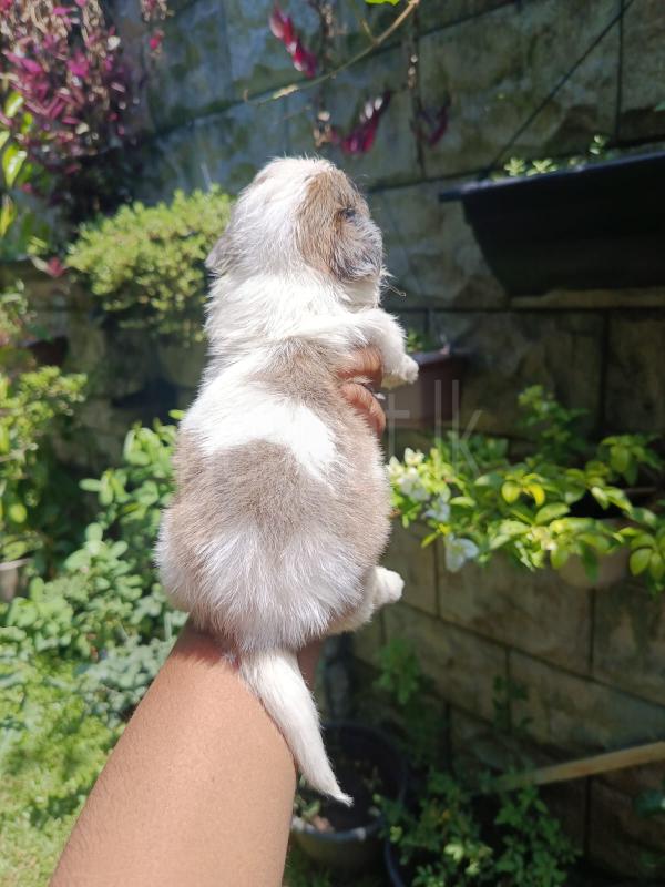 For sale  shifzu puppies