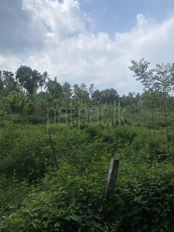 Residential Land for Sale in Matara ads-image-1