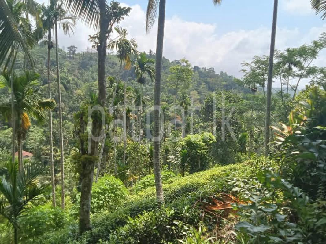 Agricultural Land for Sale in Deniyaya