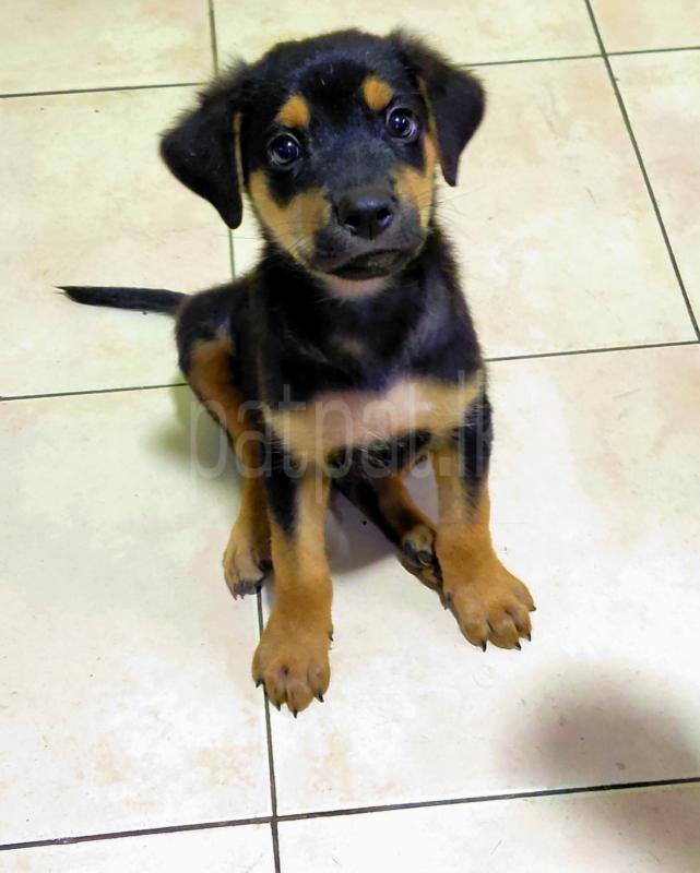 Rottweiler Puppy