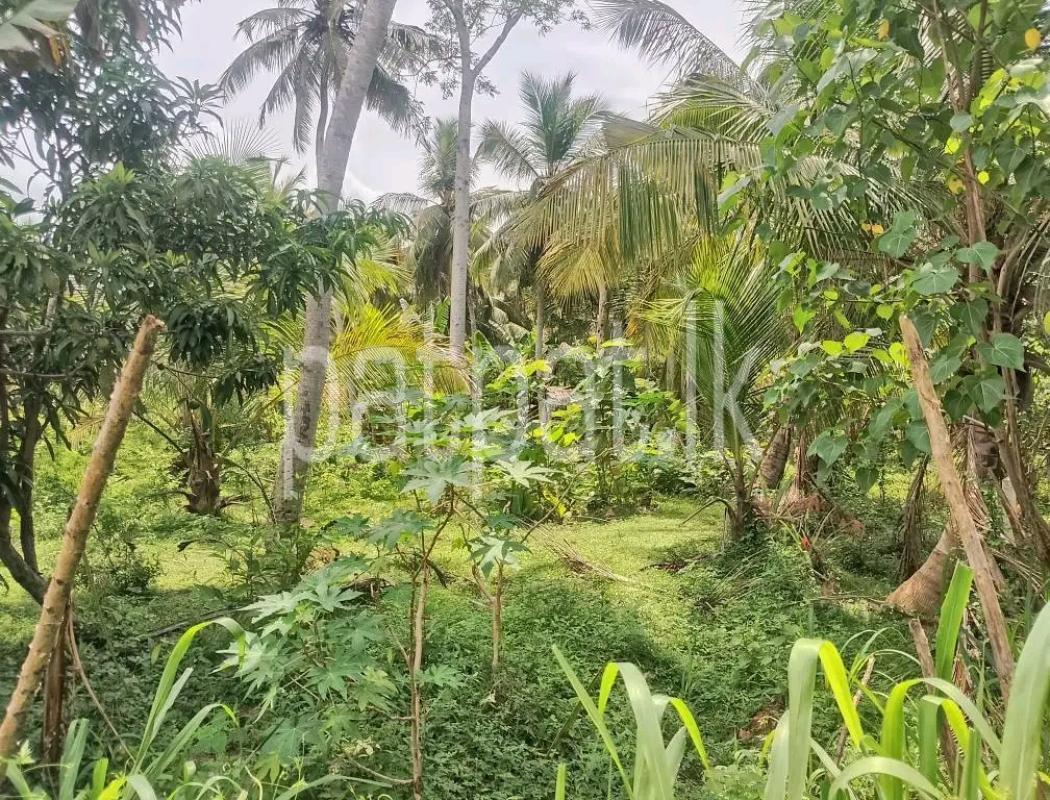 Agricultural Land for Sale in Weliveriya