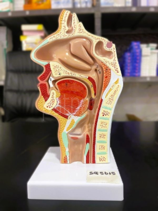 Upper Respiratory Tract Model A521 ads-image-1