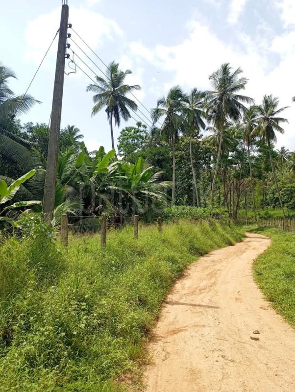 Agricultural Land for Sale in Naranwala ads-image-1