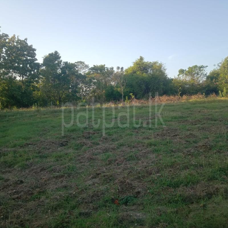 Agricultural Land for Sale in Aralaganwila ads-image-1