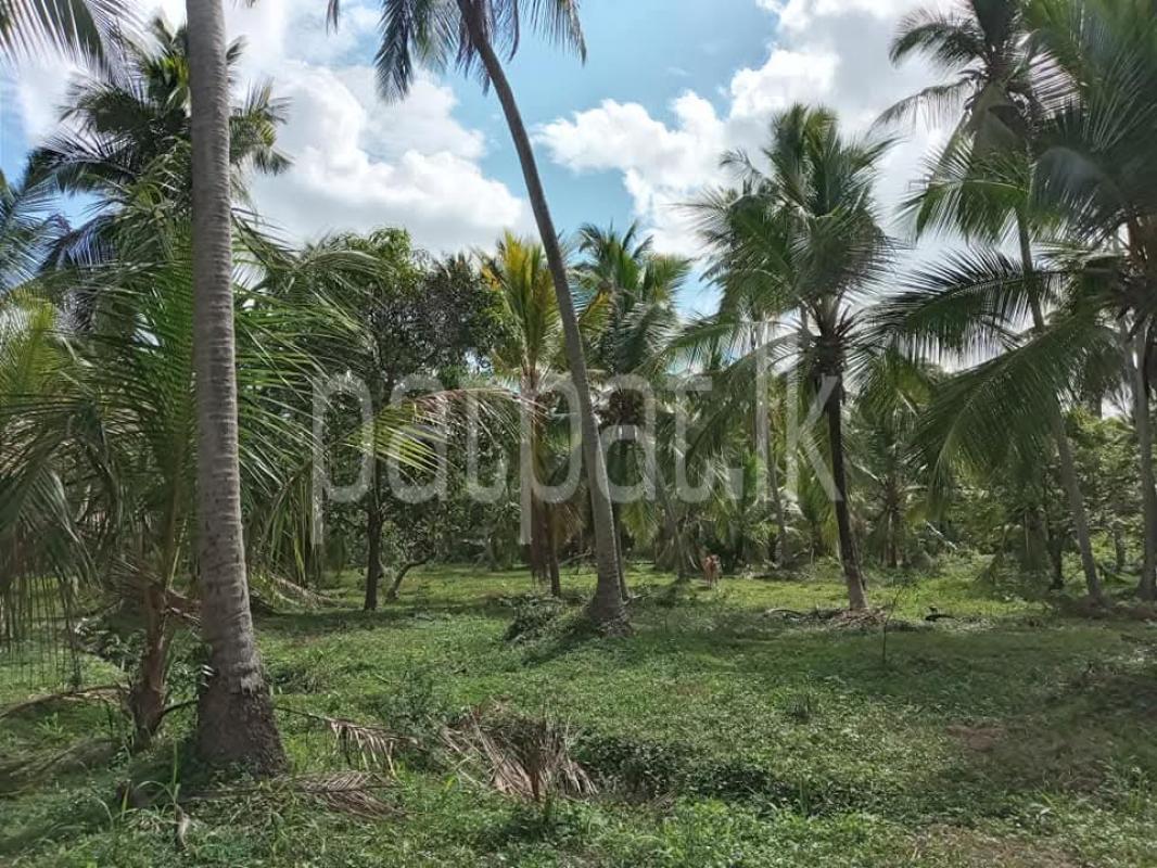 Agricultural Land for Sale in Hiripitya