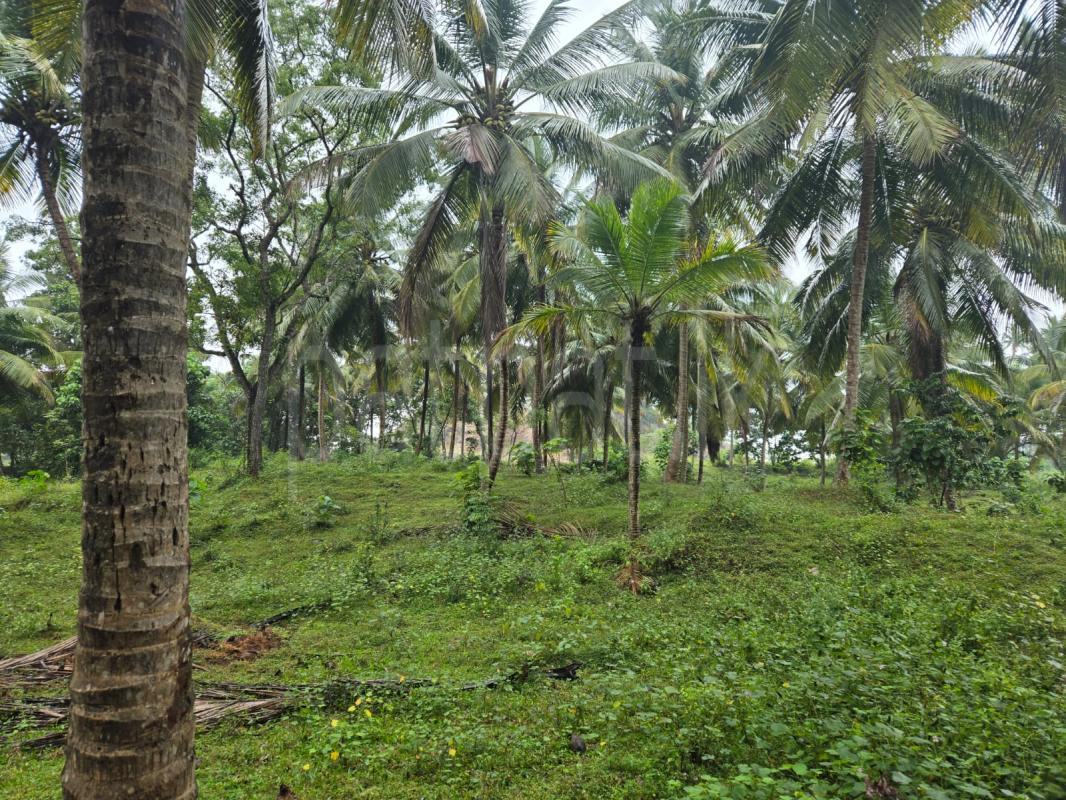  Land for Rent in Wellawatta (Colombo 06)
