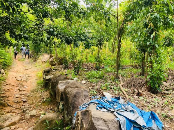 Agricultural Land for Sale in Galle