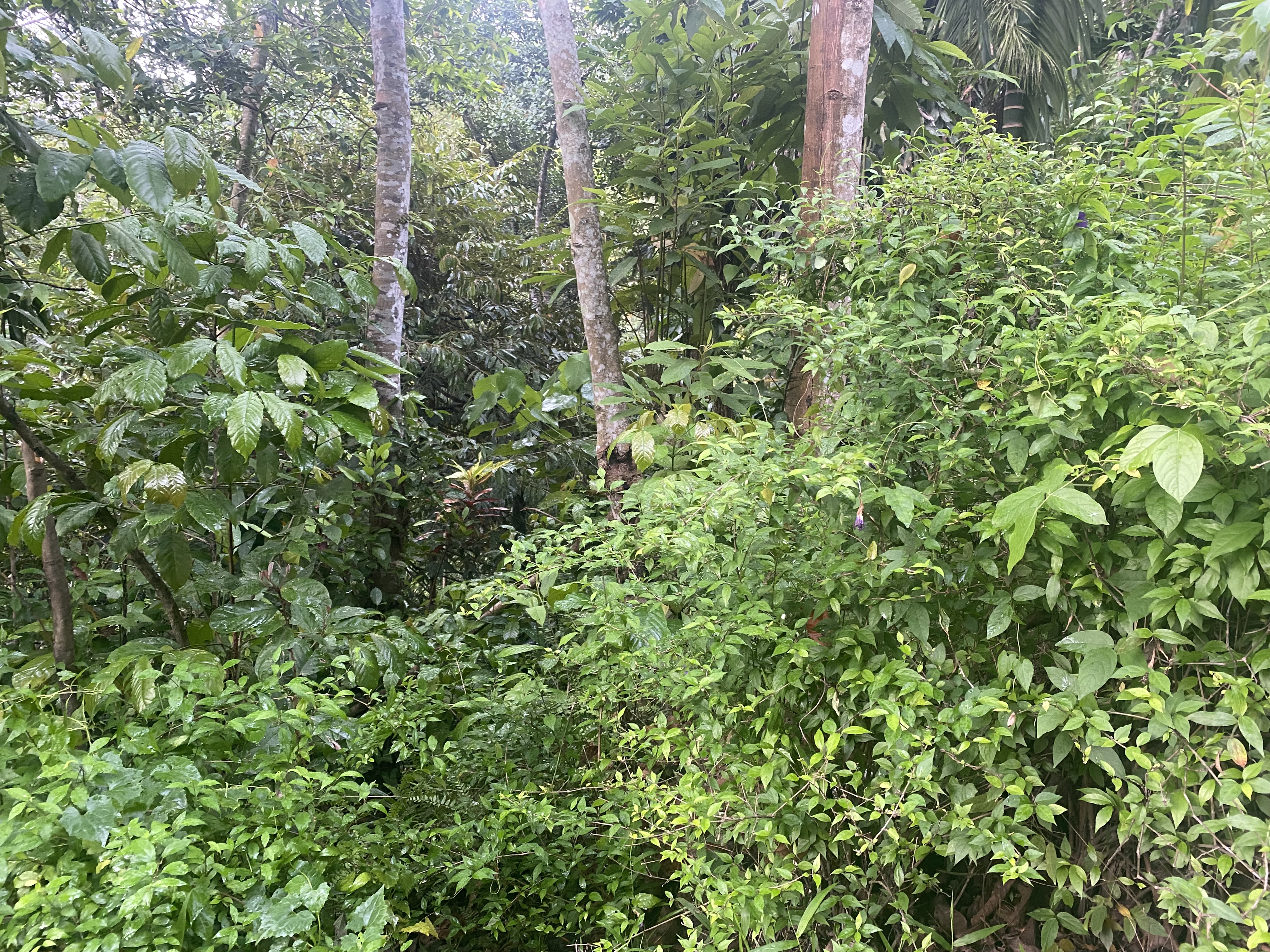 Commercial Land for Sale in Gampola