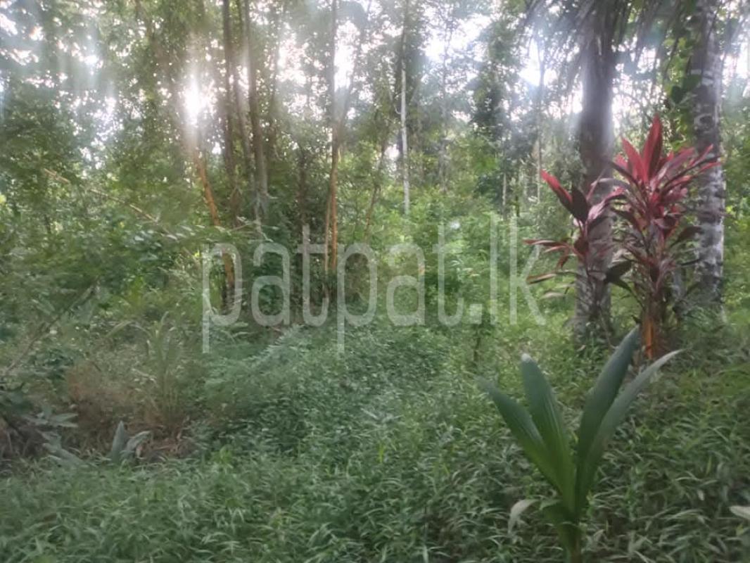 Agricultural Land for Sale in Giriulla