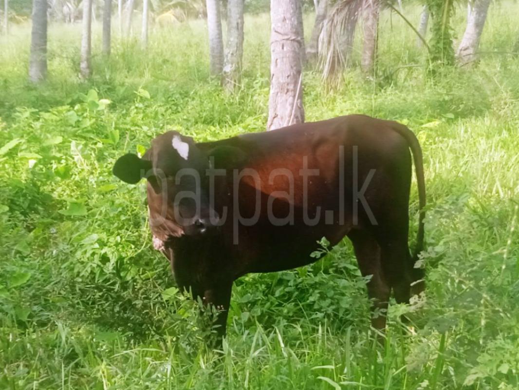 Advertisement image 3