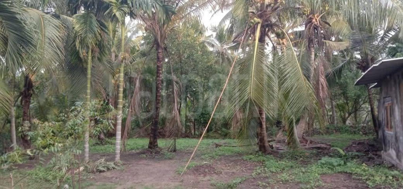 Land for Sale in Divulapitiya ads-image-1