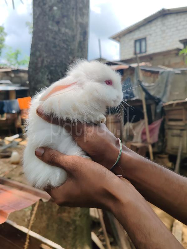 Rabbit