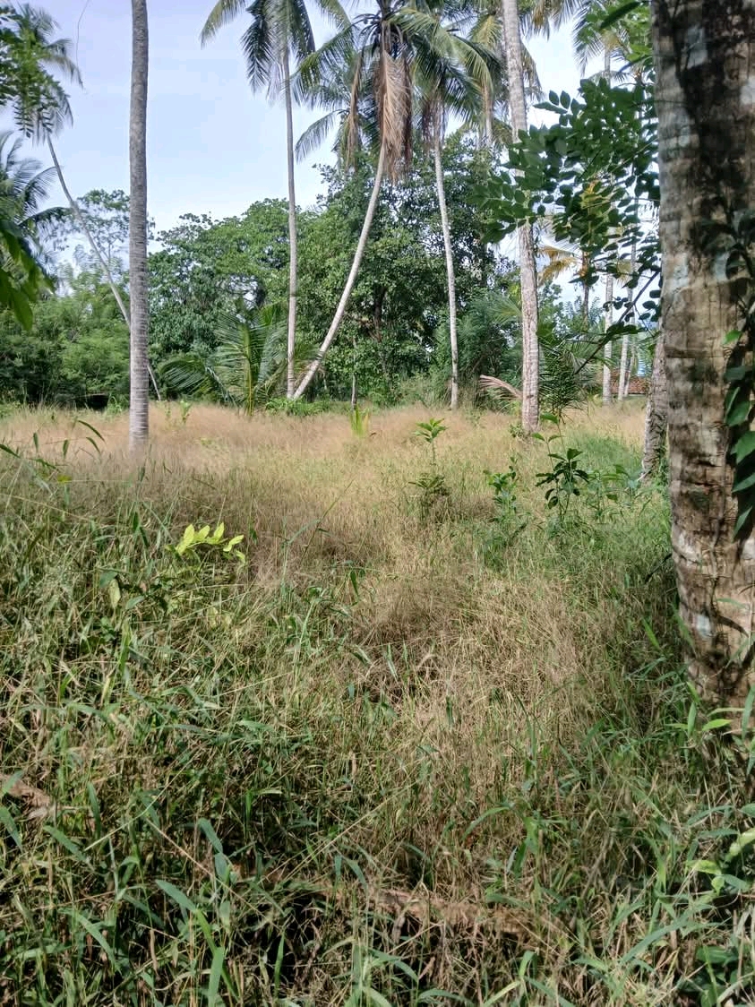 Agricultural Land for Sale in Ridigama