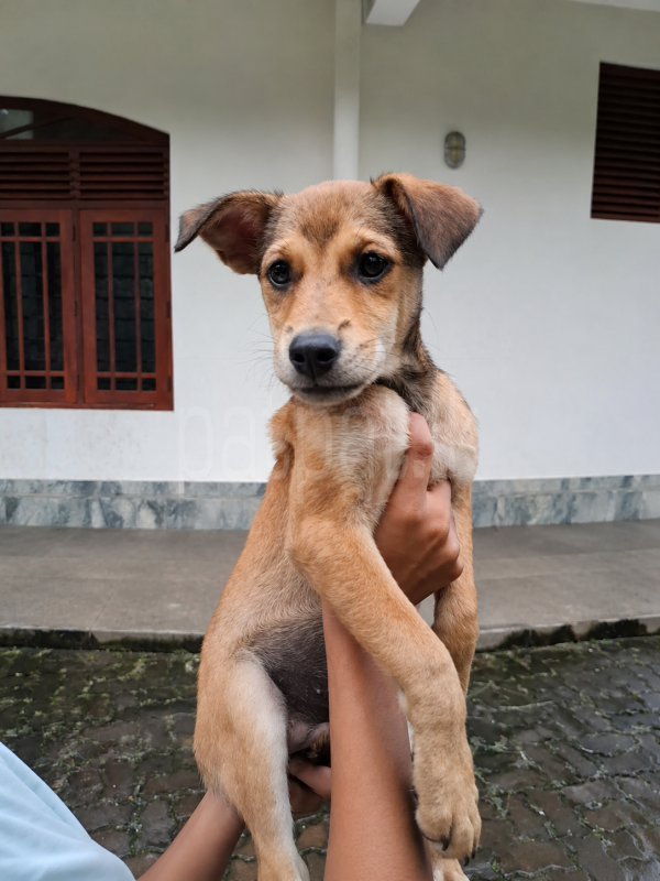 Lion pomeranian x normal srilankan dog mix breed ads-image-1