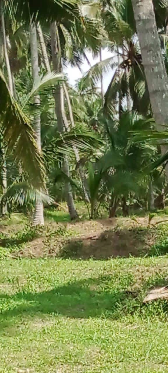 Agricultural Land for Sale in Divulapitiya