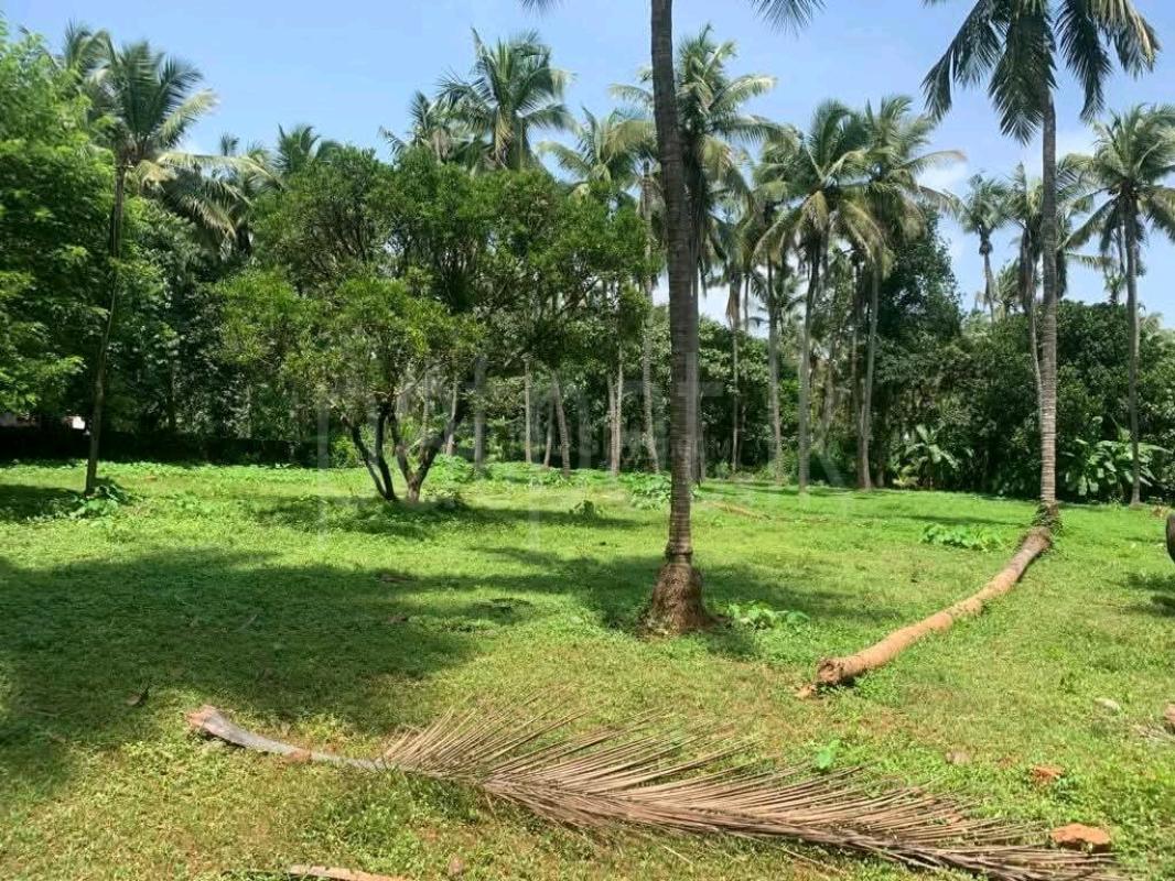 Agricultural Land for Sale in Ridigama ads-image-1