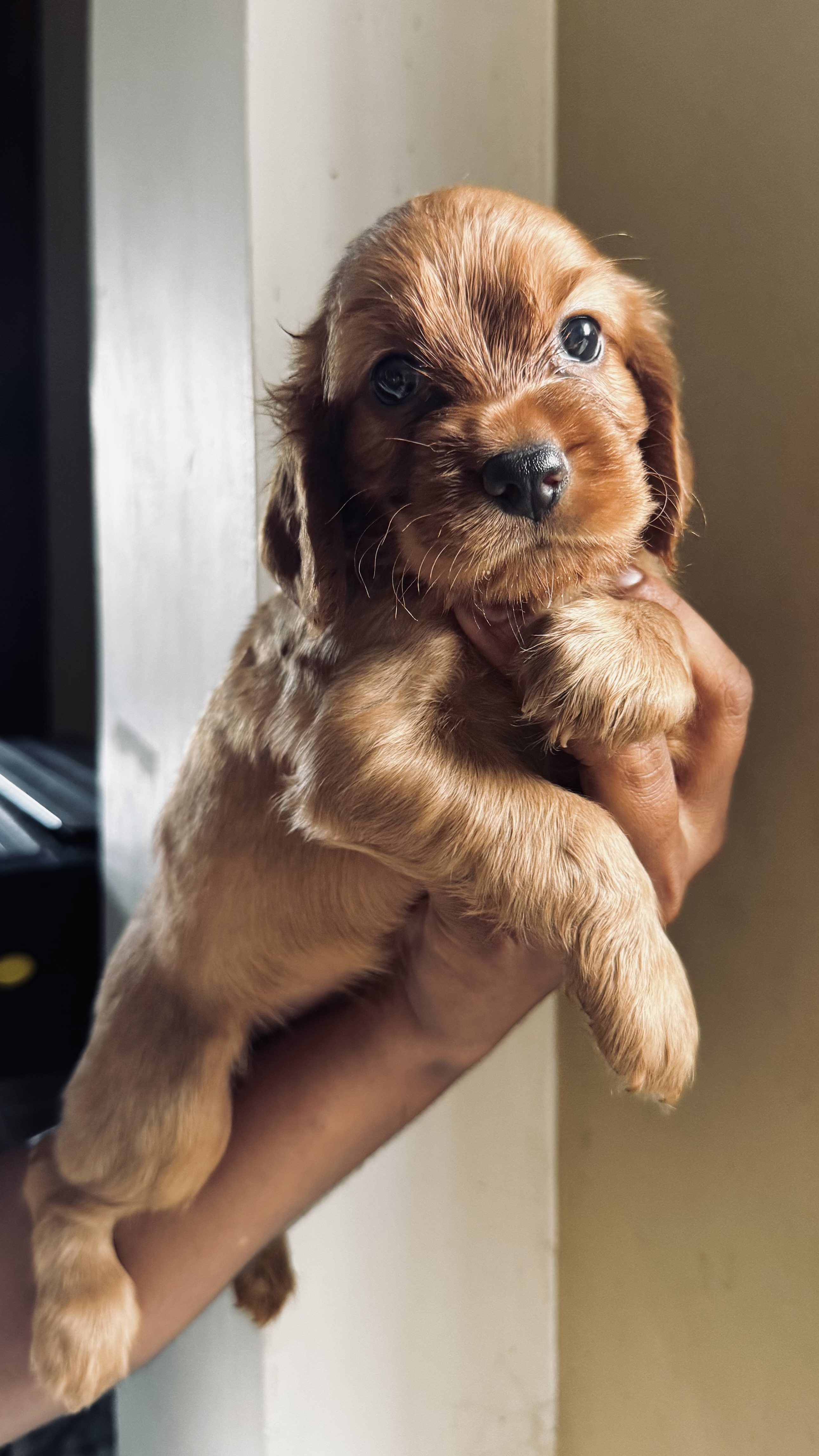 Cocker Spaniel Puppies